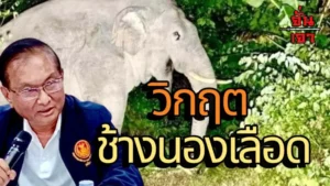 วิกฤตช้างนองเลือด