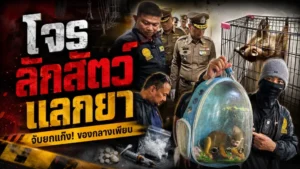 โจรลักสัตว์แลกยา